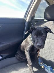 Found/Stray Female Dog last seen Marilyn’s nail and spa, Lubbock, TX 79412