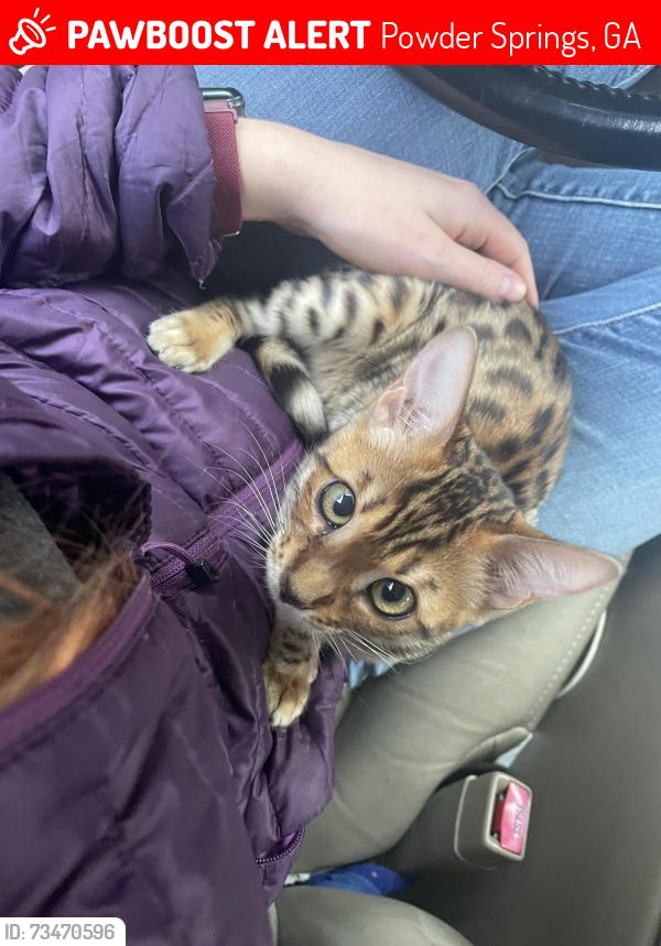 Lost Female Cat last seen Hickory Drive, New Macland Road, Powder Springs, GA 30127
