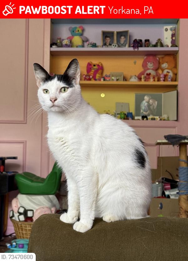 Lost Male Cat last seen hellam rutters, Yorkana, PA 17406