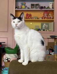 Lost Male Cat last seen hellam rutters, Yorkana, PA 17406