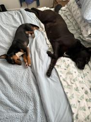 Reunited Female Dog last seen By Bay Area, Heritage Park, TX 77598