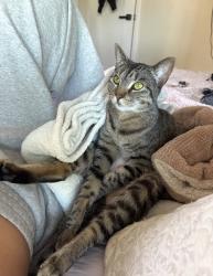 Reunited Female Cat last seen Jefferson park, Pasadena, CA 91106