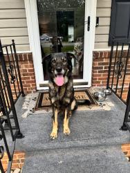Reunited Male Dog last seen Near S Scales St Reidsville, NC 27320 United States, Reidsville, NC 27320