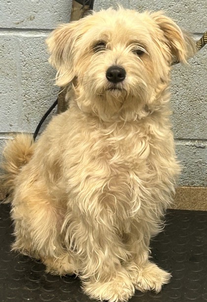 Shelter Stray Female Dog last seen Near Oak Valley Rd, 30035, GA, 3280 Chamblee Dunwoody Rd, Chamblee, GA 30341, USA