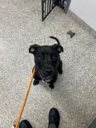 Shelter Stray Female Dog last seen Near W Fourth Ave, County/Unicorporated, NC, 1491 Business Park Ct, Gastonia, NC 28052, USA