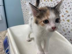 Shelter Stray Female Cat last seen THS, Lucas County,, 827 Illinois Ave, Maumee, OH 43537, USA