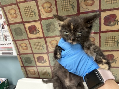 Shelter Stray Female Cat last seen Toronto Ave Toledo 43609, Lucas County, OH, 827 Illinois Ave, Maumee, OH 43537, USA