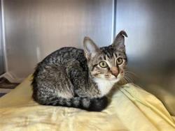 Shelter Stray Male Cat last seen China Garden, Williamson County, TX, 1855 SE Inner Loop, Georgetown, TX 78626, USA