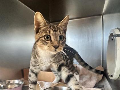 Shelter Stray Male Cat last seen China Garden Ln., Williamson County, TX, 1855 SE Inner Loop, Georgetown, TX 78626, USA