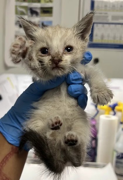 Shelter Stray Male Cat last seen S Chestnut Ave & E Springfield Ave, Fresno Zone Fresno CO 1A 93725, CA, 1510 W Dan Ronquillo Dr, Fresno, CA 93706, USA
