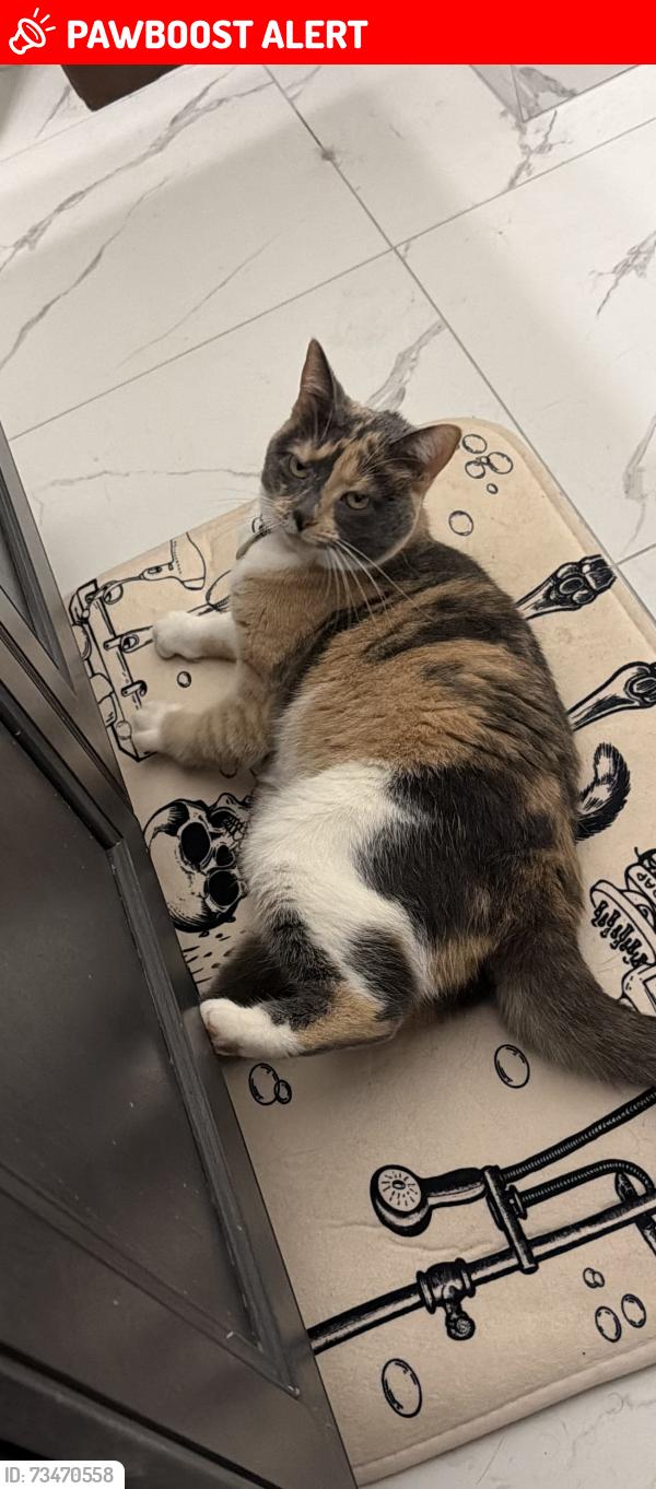 Lost Female Cat last seen Union lake rd and Cooley lake rd, White Lake Township, MI 48386