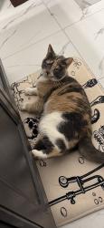 Lost Female Cat last seen Union lake rd and Cooley lake rd, White Lake Township, MI 48386