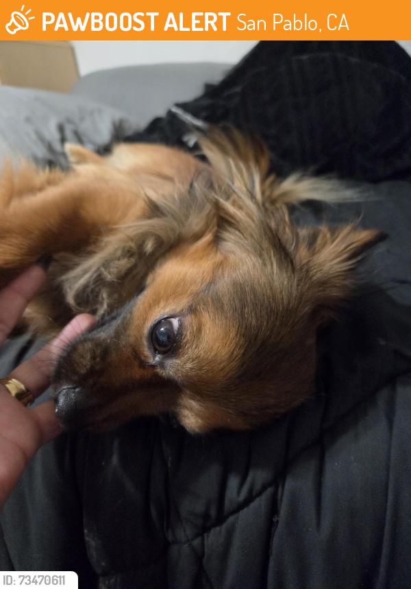 Found/Stray Male Dog last seen Vue 3600, San Pablo, CA 94806
