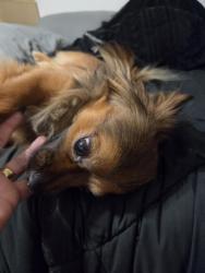 Found/Stray Male Dog last seen Vue 3600, San Pablo, CA 94806