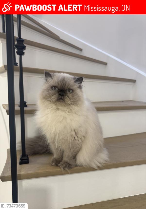 Lost Female Cat last seen Sherwood Forrest Circle in our backyard, Mississauga, ON 