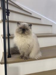 Lost Female Cat last seen Sherwood Forrest Circle in our backyard, Mississauga, ON 