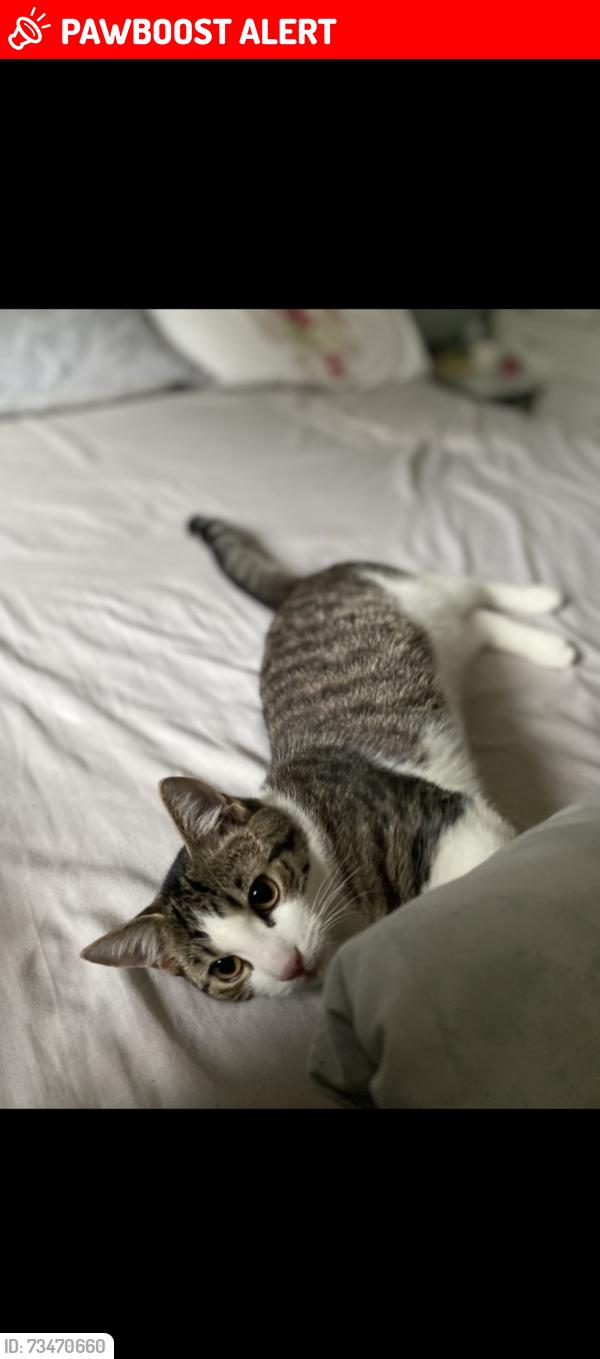 Lost Female Cat last seen Hockwell ring, Hockwell Ring, England 