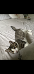 Lost Female Cat last seen Hockwell ring, Hockwell Ring, England 