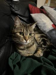 Lost Male Cat last seen Cy Becker, Edmonton, AB T5Y 0Z4