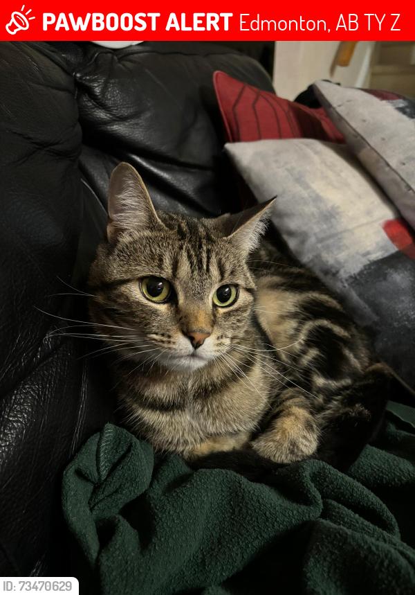 Lost Male Cat last seen Cy Becker, Edmonton, AB T5Y 0Z4