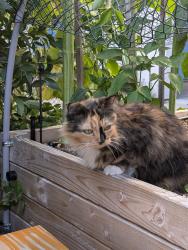 Lost Female Cat last seen Near n bryant, Portland, OR 97217