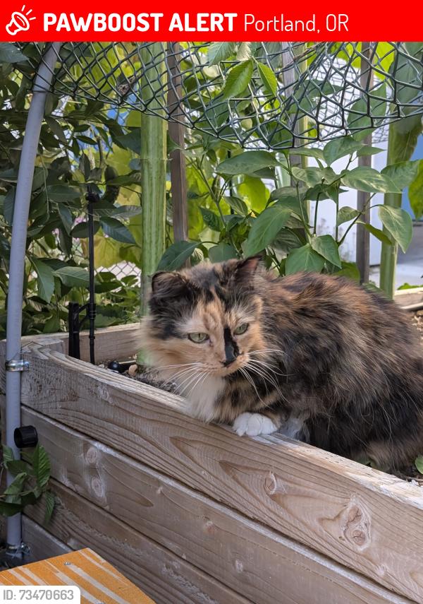 Lost Female Cat last seen Near n bryant, Portland, OR 97217