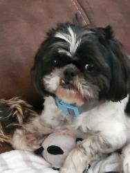 Found/Stray Male Dog last seen Near Castleview CT and Hamill Hollow, Ringgold, GA 30736