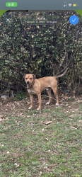 Reunited Male Dog last seen Bigbyville / Demastus Ln Columbia, TN, Columbia, TN 38401