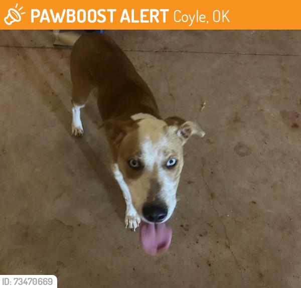 Found/Stray Male Dog last seen Coyle rd, Coyle, OK 73027