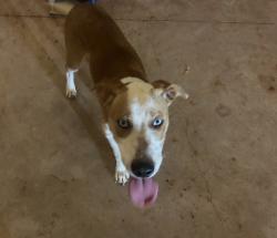 Found/Stray Male Dog last seen Coyle rd, Coyle, OK 73027