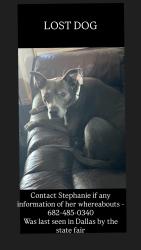 Reunited Female Dog last seen Martin Luther blvd, Dallas, TX 75215