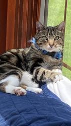 Lost Male Cat last seen Barkley ave, Clifton, NJ 07011