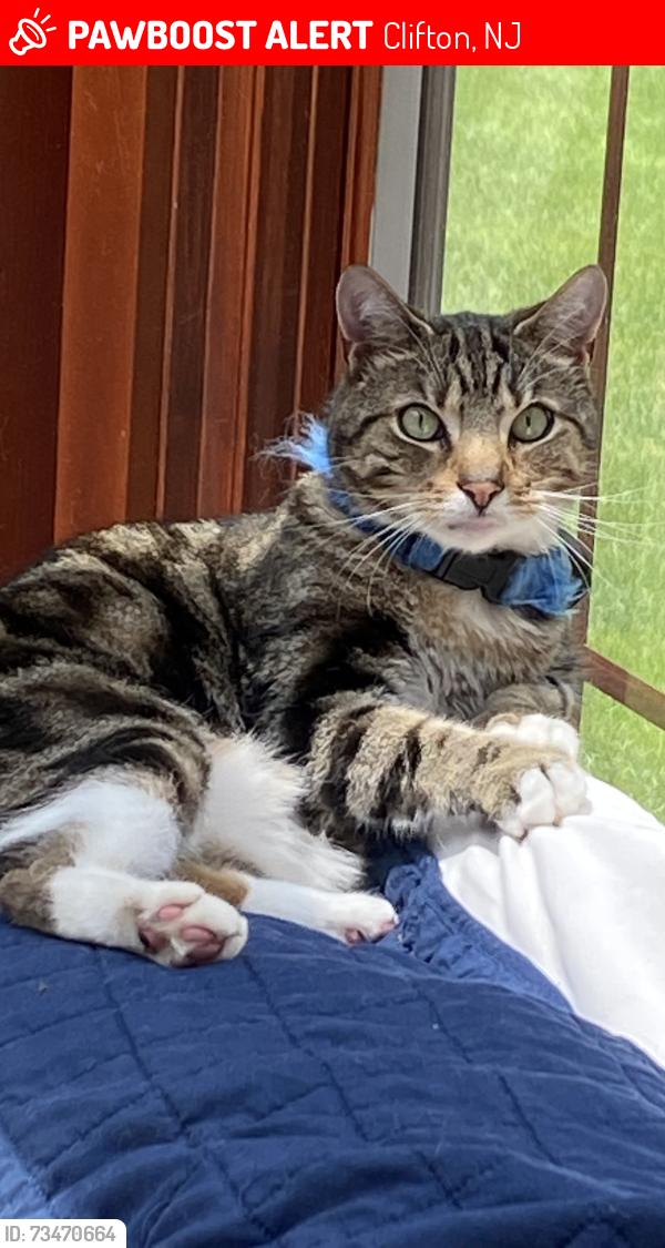Lost Male Cat last seen Barkley ave, Clifton, NJ 07011