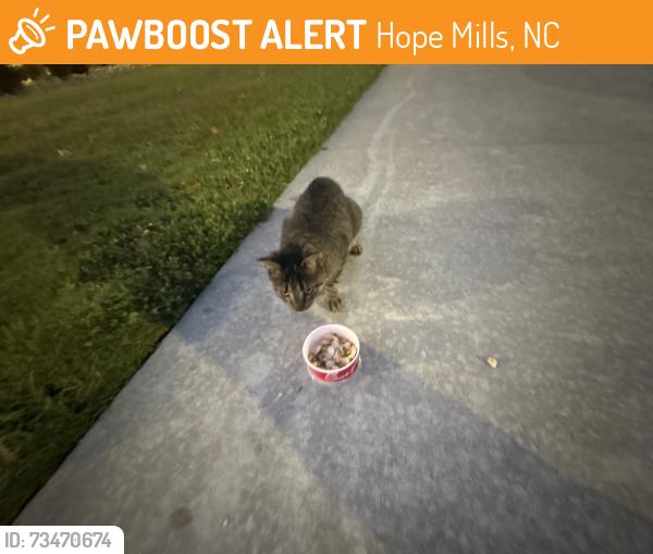 Found/Stray Unknown Cat last seen chick fil a hope mills, Hope Mills, NC 28348