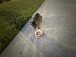 Found/Stray Unknown Cat last seen chick fil a hope mills, Hope Mills, NC 28348