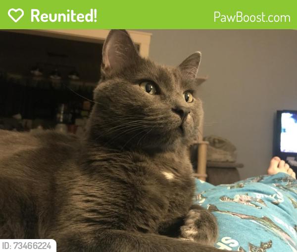 Reunited Male Cat last seen Van Wie, Rockford, IL 61103