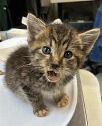 Shelter Stray Male Cat last seen SE 96th Ave & SE Duke St, PORTLAND, OR, 97266, 1700 W Historic Columbia River Hwy, Troutdale, OR 97060, USA