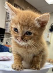 Shelter Stray Male Cat last seen SE 96th Ave & SE Duke St, PORTLAND, OR, 97266, 1700 W Historic Columbia River Hwy, Troutdale, OR 97060, USA