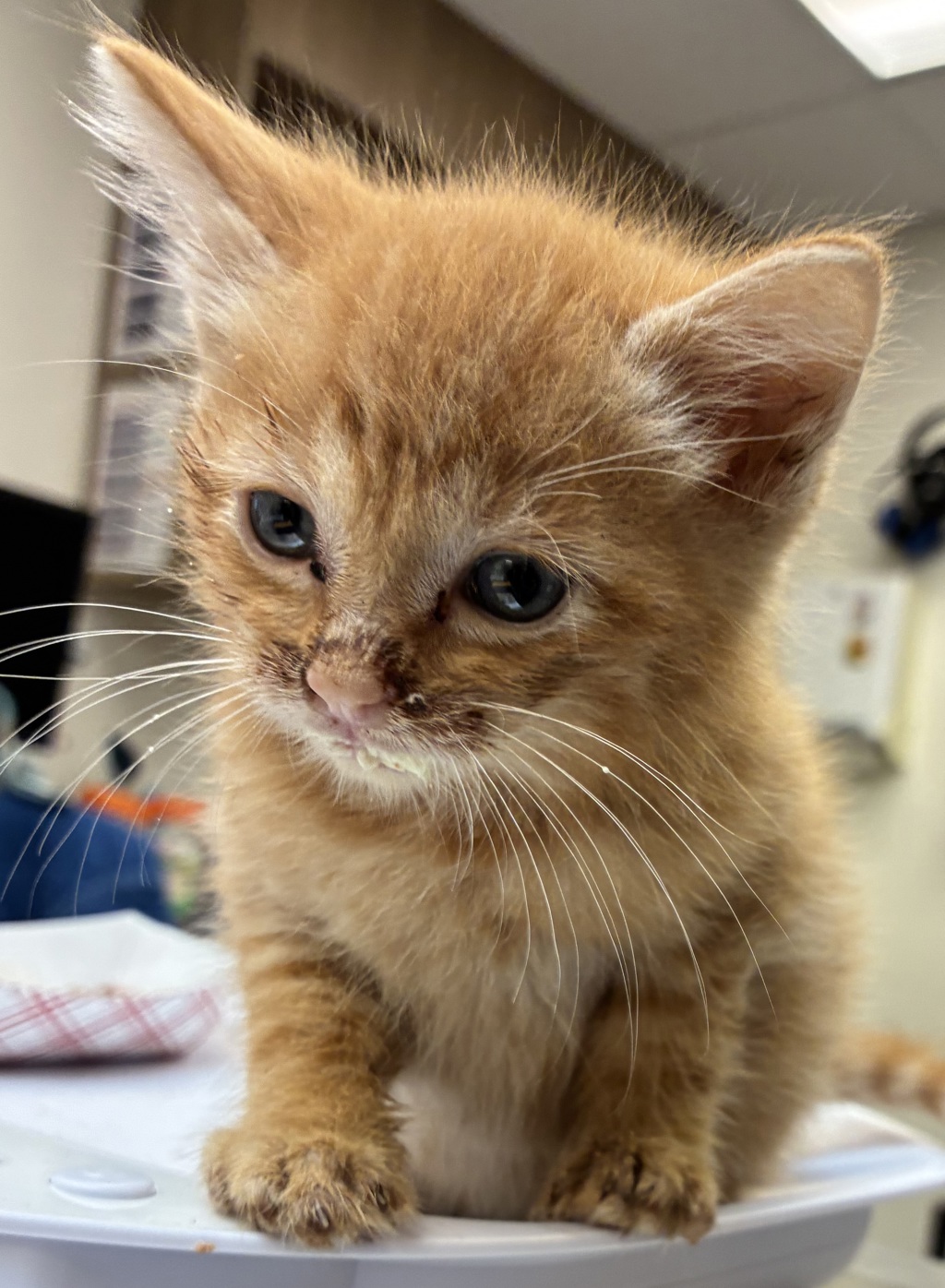 Shelter Stray Male Cat last seen SE 96th Ave & SE Duke St, PORTLAND, OR, 97266, 1700 W Historic Columbia River Hwy, Troutdale, OR 97060, USA