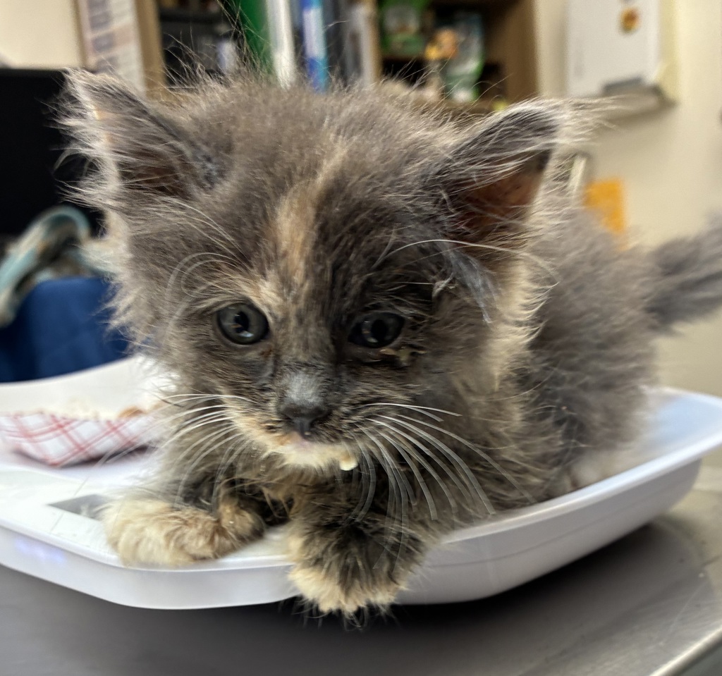 Shelter Stray Female Cat last seen SE 96th Ave & SE Duke St, PORTLAND, OR, 97266, 1700 W Historic Columbia River Hwy, Troutdale, OR 97060, USA