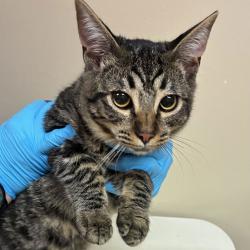 Shelter Stray Male Cat last seen OR, 1700 W Historic Columbia River Hwy, Troutdale, OR 97060, USA