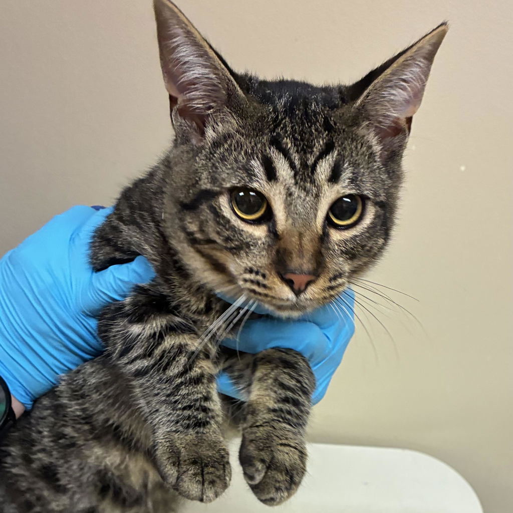 Shelter Stray Male Cat last seen OR, 1700 W Historic Columbia River Hwy, Troutdale, OR 97060, USA