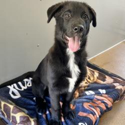 Shelter Stray Male Dog last seen Near Wedgewood, LIVERMORE, CA, 94551, 4651 Gleason Dr, Dublin, CA 94568, USA
