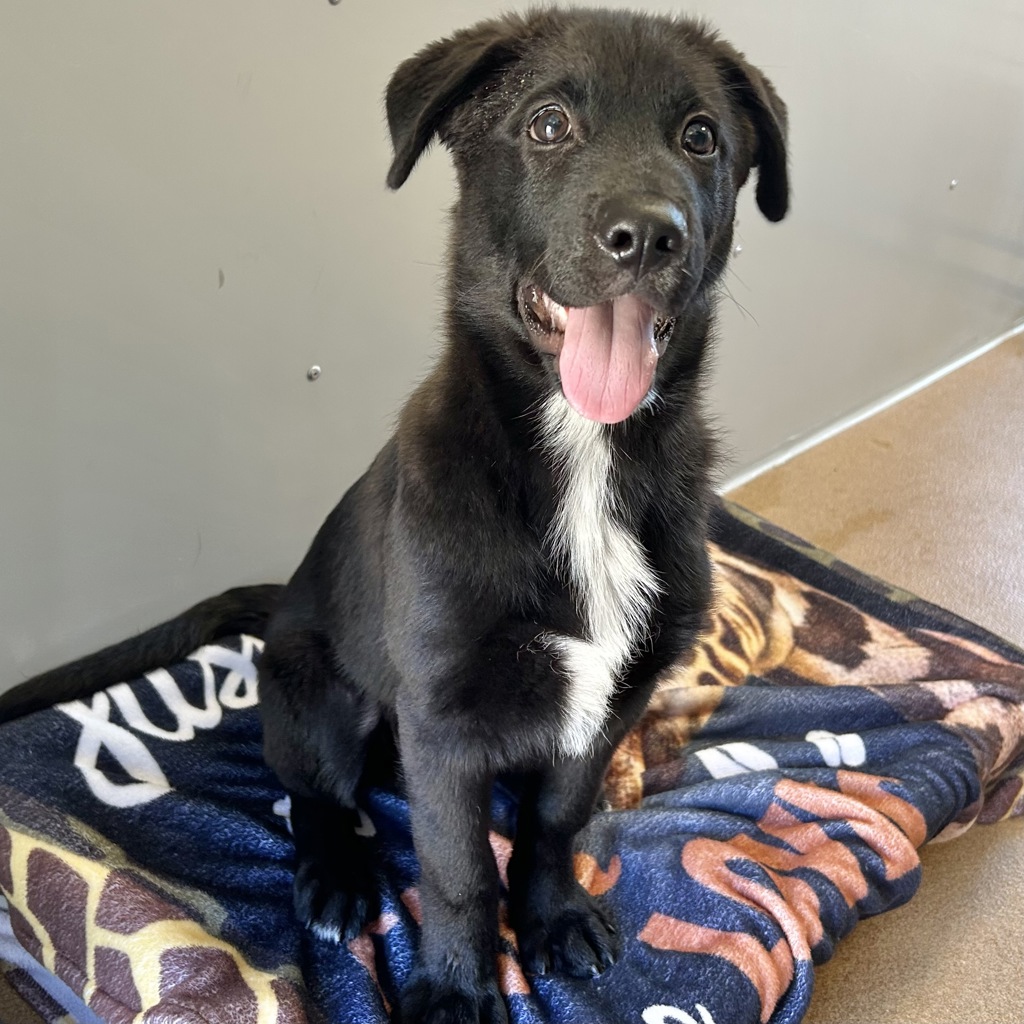Shelter Stray Male Dog last seen Near Wedgewood, LIVERMORE, CA, 94551, 4651 Gleason Dr, Dublin, CA 94568, USA