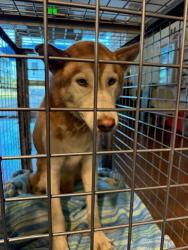 Shelter Stray Unknown Dog last seen Wideleaf Drive, AUSTIN, TX, 78724, 7201 Levander Loop bldg a, Austin, TX 78702, USA