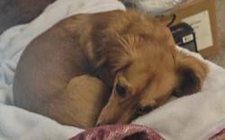 Reunited Female Dog last seen Near Big Bnd Pkwy, Princeton, TX 75407, USA, Princeton, TX 75407