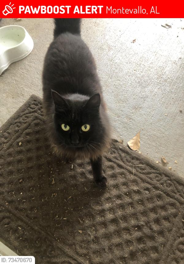 Lost Female Cat last seen Highway 119, Montevallo, AL 35115