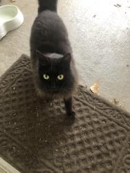 Lost Female Cat last seen Highway 119, Montevallo, AL 35115