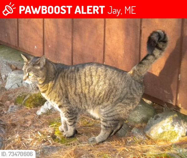 Lost Female Cat last seen Plaisted Road & East Jay Road, Jay, ME 04239