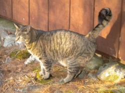 Lost Female Cat last seen Plaisted Road & East Jay Road, Jay, ME 04239